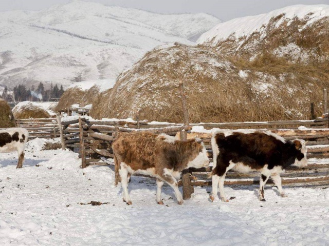 冬季牛羊养殖要注意什么？冬季养牛羊的必备攻略