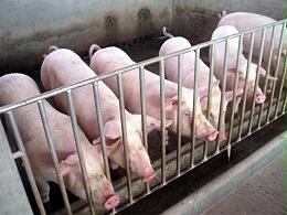饲料添加剂有什么用？养猪人一定要知道的饲料添加剂的五大用途