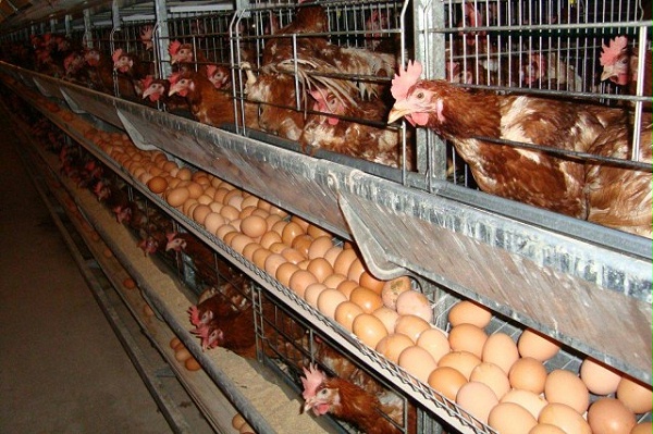蛋鸡养殖