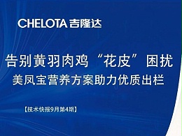 告别黄羽肉鸡“花皮”困扰：美凤宝营养方案助力优质出栏