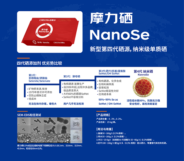 20260203太阳鸟-02