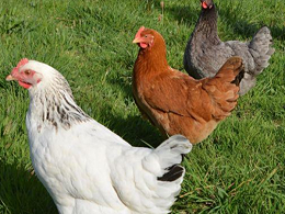 重金属——钒在家禽生产中的影响 ( 二 )