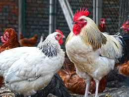 重金属——钒在家禽生产中的影响 ( 一 )
