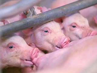 夏季养猪常见问题